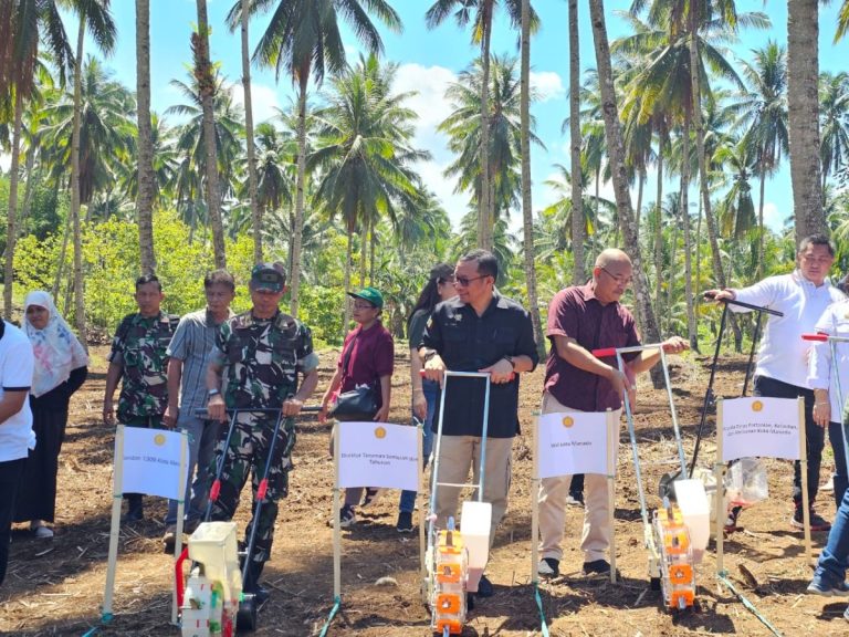 Kementan Genjot Produksi Jagung Manfaatkan Kebun Kelapa - KABARIKA